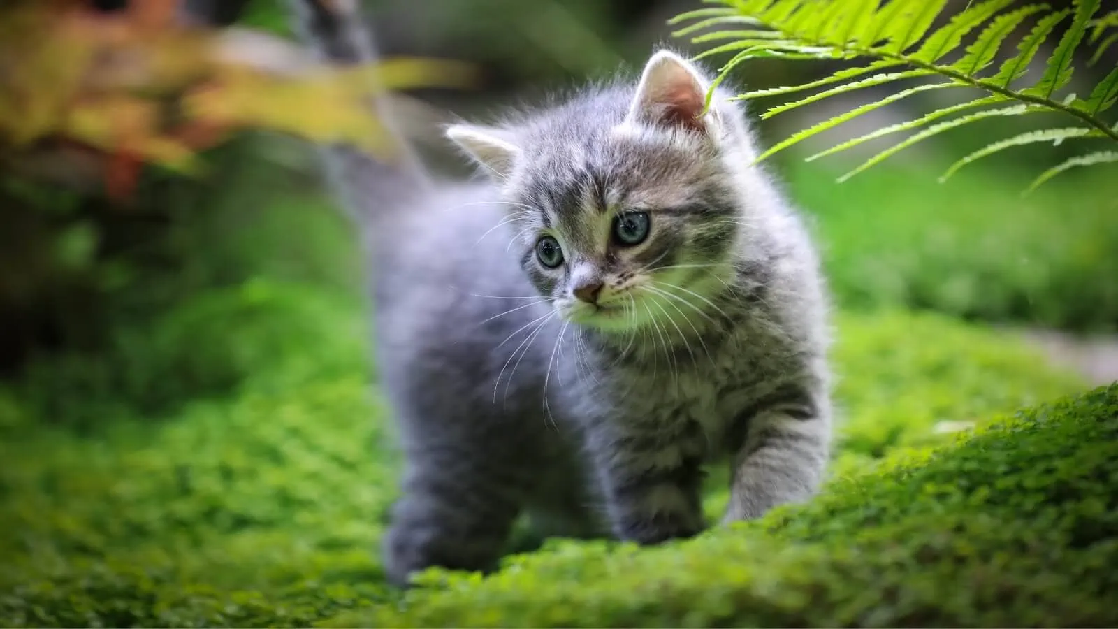 Top 33 Best Cat Affiliate Programs (2025 Updated)