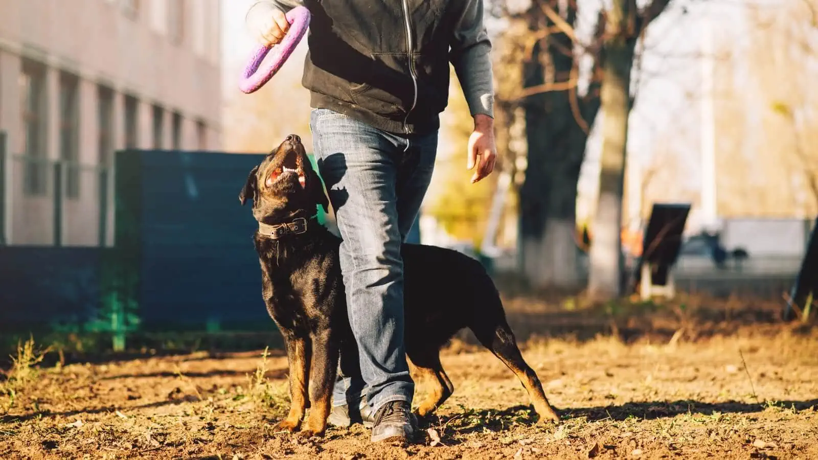 Top 18 Best Dog Training Affiliate Programs for Pet Lovers in 2025