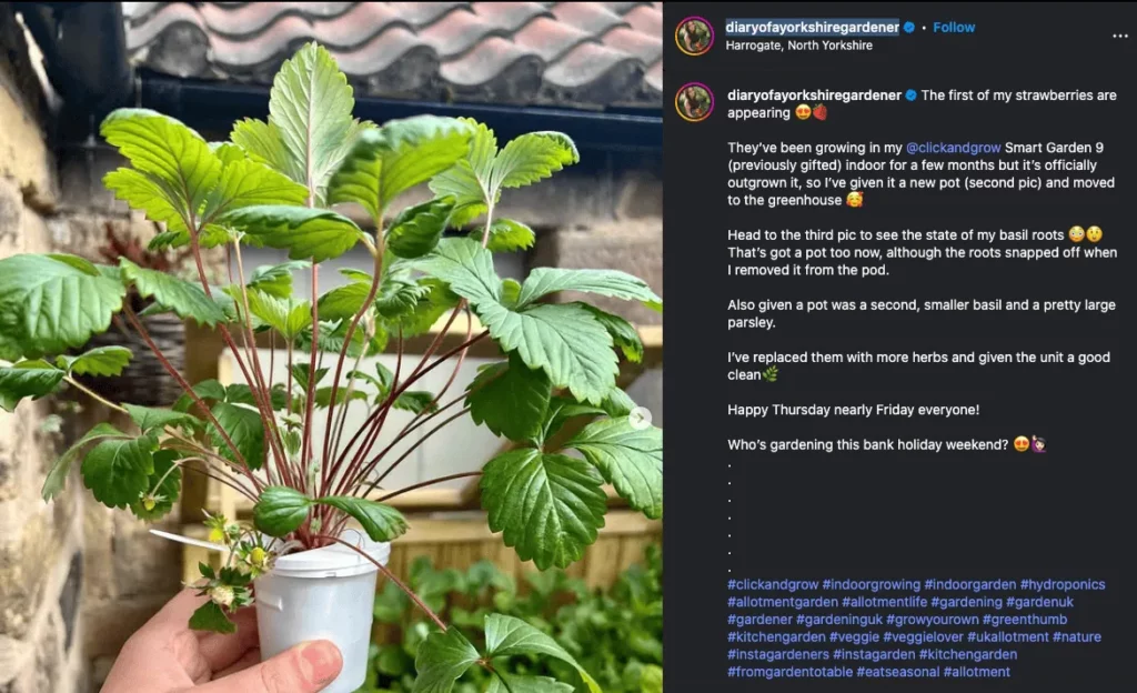 187% Revenue Growth in One Year: How Vivian Agency & UpPromote Transformed an Affiliate Program 4 Diary of a Yorkshire Gardener, with 58K followers on Instagram, grew strawberries using the Click & Grow Smart Garden 9